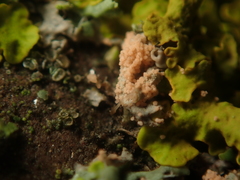 Erythricium aurantiacum