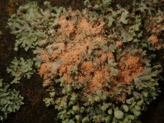 Erythricium aurantiacum