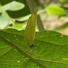 Eurema senegalensis