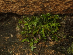 Tortula muralis