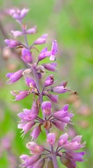 Syncolostemon transvaalensis