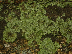 Phaeophyscia orbicularis