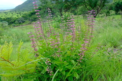 Syncolostemon transvaalensis