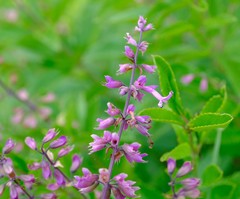 Syncolostemon transvaalensis