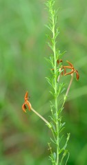 Jamesbrittenia huillana