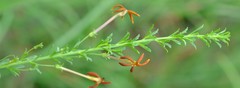 Jamesbrittenia huillana