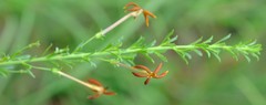 Jamesbrittenia huillana