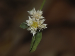 Alternanthera ficoidea