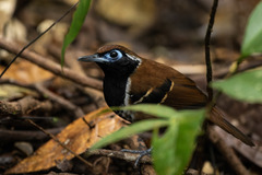 Myrmoderus ferrugineus