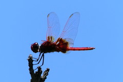 Urothemis luciana