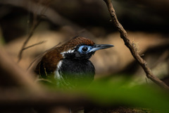 Myrmoderus ferrugineus