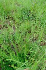 Jamesbrittenia huillana