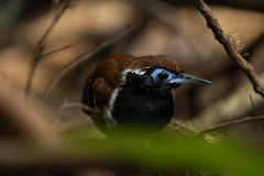 Myrmoderus ferrugineus