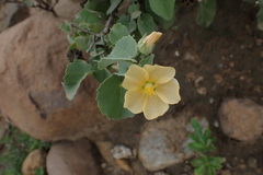Abutilon austro-africanum
