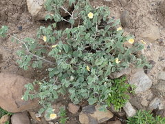 Abutilon austro-africanum