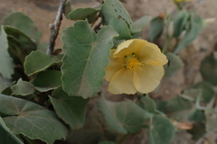 Abutilon austro-africanum