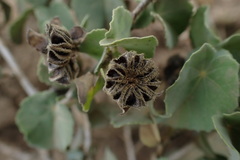 Abutilon austro-africanum
