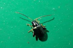 Aphthona strigosa