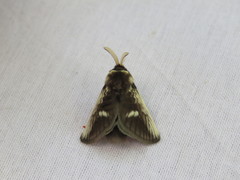 Podalia intermaculata