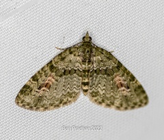 Chloroclystis rubroviridis