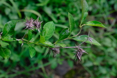 Barleria elegans orientalis