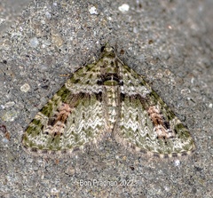 Chloroclystis rubroviridis