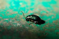 Aphthona strigosa