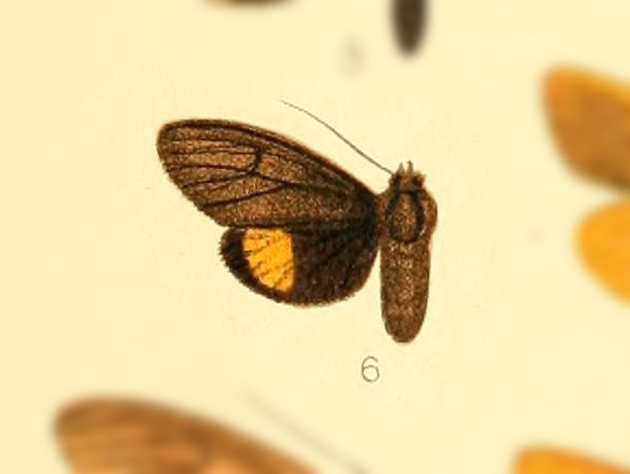 Virbia subapicalis