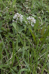 Noccaea caerulescens caerulescens