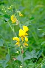 Crotalaria laburnifolia