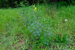 Crotalaria laburnifolia