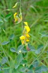 Crotalaria laburnifolia