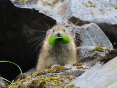 American Pika photo 5