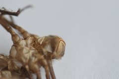 Libellula quadrimaculata