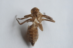 Libellula quadrimaculata