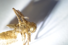 Libellula quadrimaculata