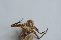 Libellula quadrimaculata