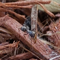 Dorymyrmex antillanus