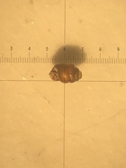 Vertigo substriata