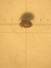 Vertigo substriata