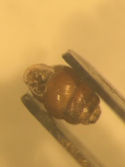 Vertigo substriata