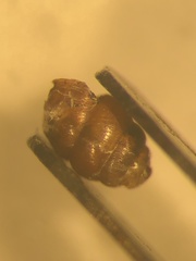 Vertigo substriata