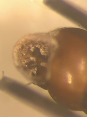 Vertigo substriata