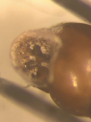Vertigo substriata