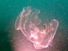 Ocyropsis crystallina