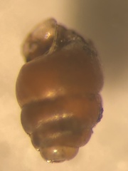 Vertigo substriata