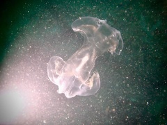 Ocyropsis crystallina