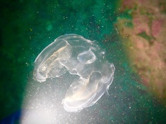 Ocyropsis crystallina