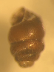 Vertigo substriata