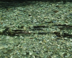 Oncorhynchus gorbuscha